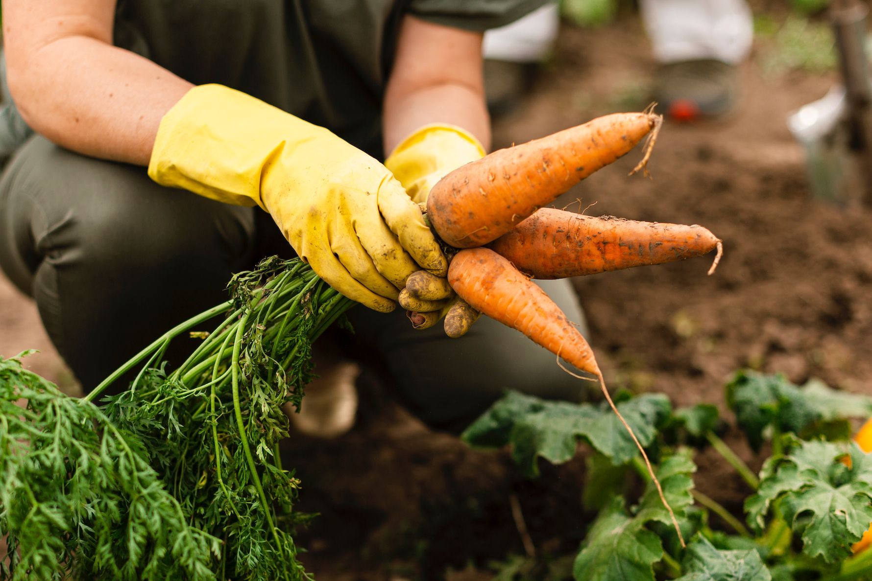 Hacer huerta en otoño e invierno