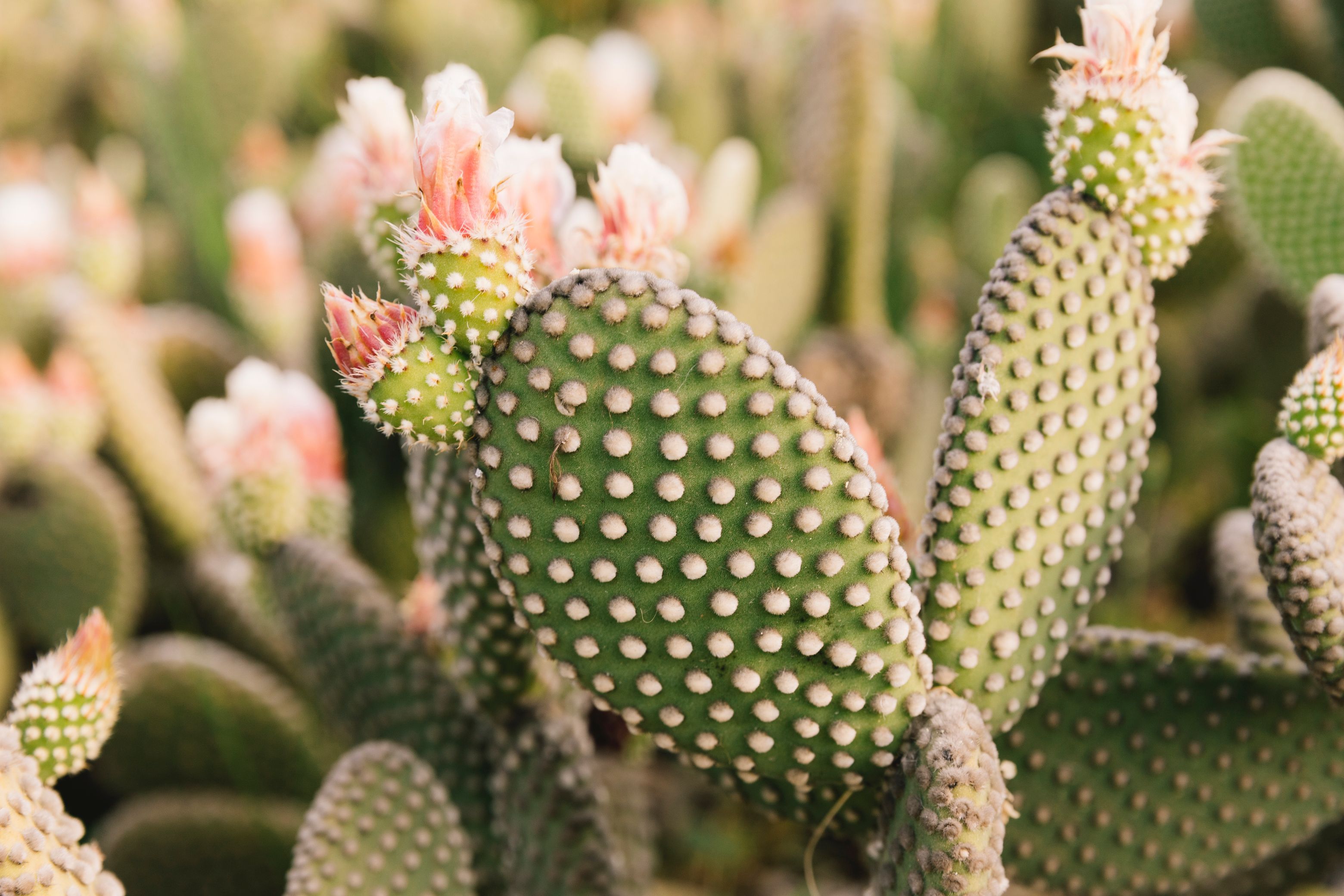 Suculentas, ¿cómo las cultivo?