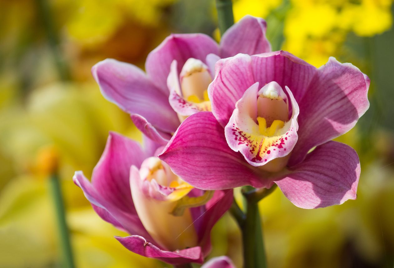 Orquídeas de Invierno 