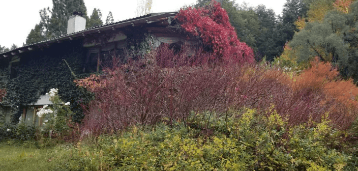 Un jardín en el faldeo del Cerro Campanario - Bariloche