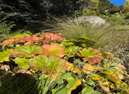 Un jardín en el faldeo del Cerro Campanario - Bariloche