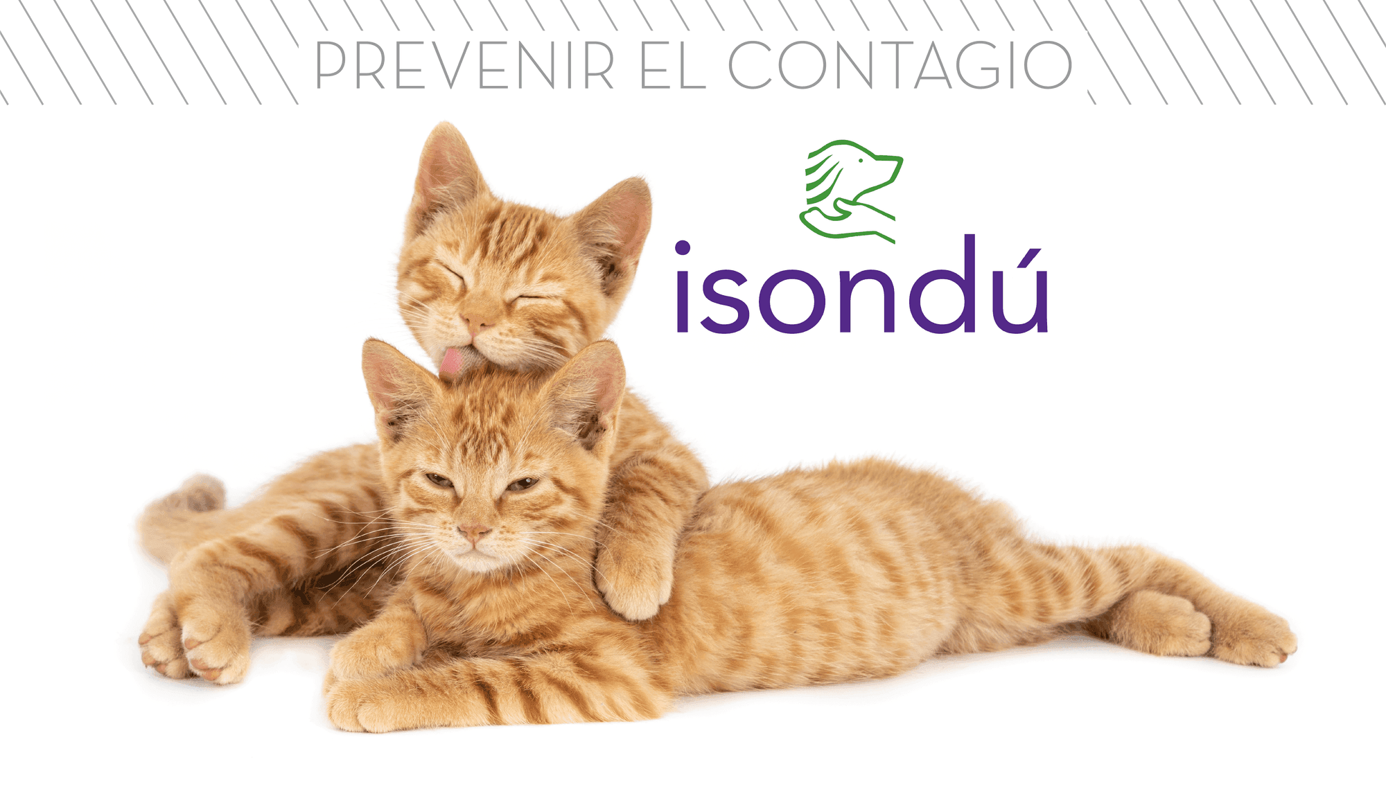 VIF y VILEF en gatos: cómo prevenir el contagio