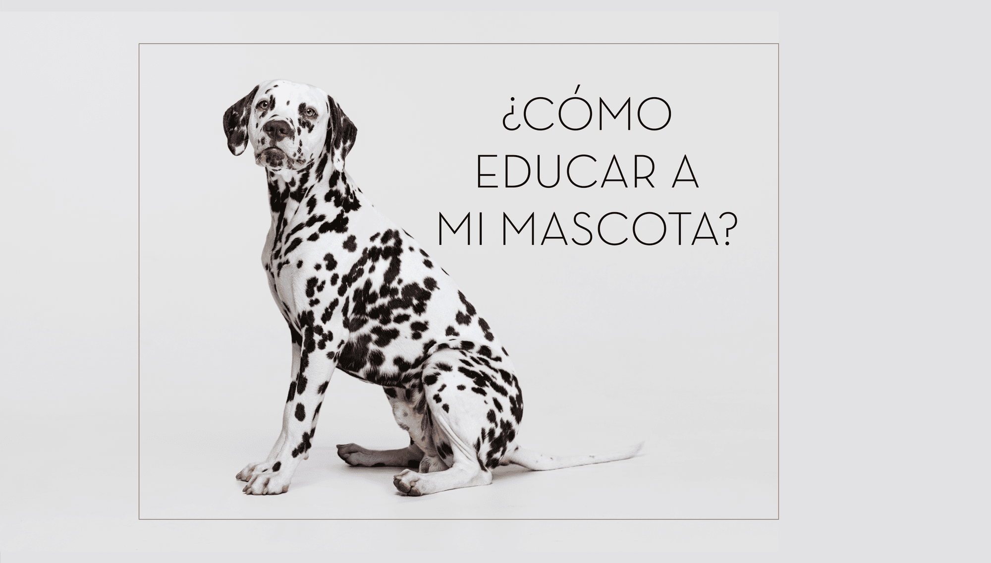 ¿Cómo educar a mi mascota?