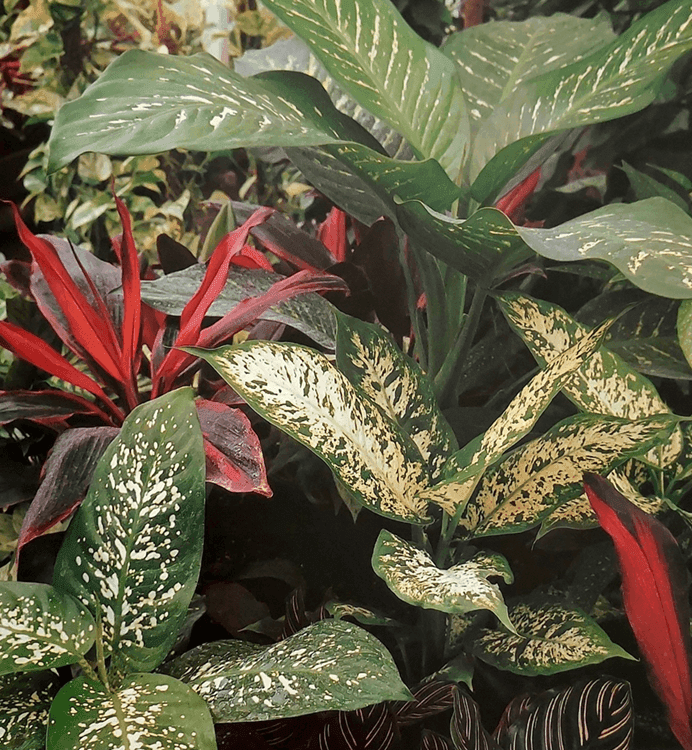 Plantas de interior: transformá tus ambientes en espacios llenos de naturaleza