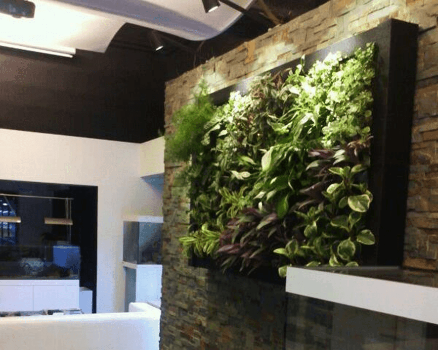 Plantas de interior: transformá tus ambientes en espacios llenos de naturaleza