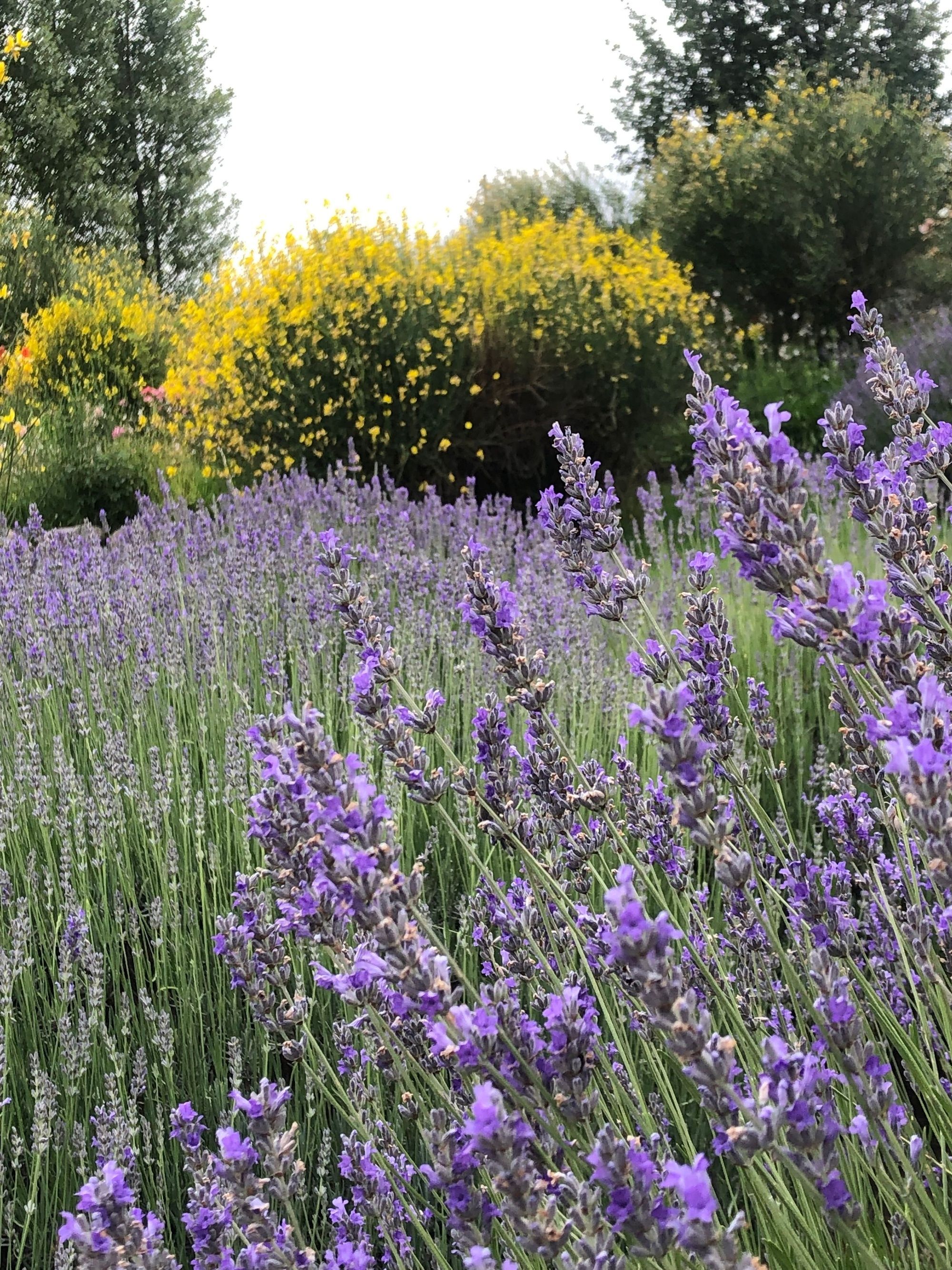 Desde el Valle de Tafí, un jardín en altura