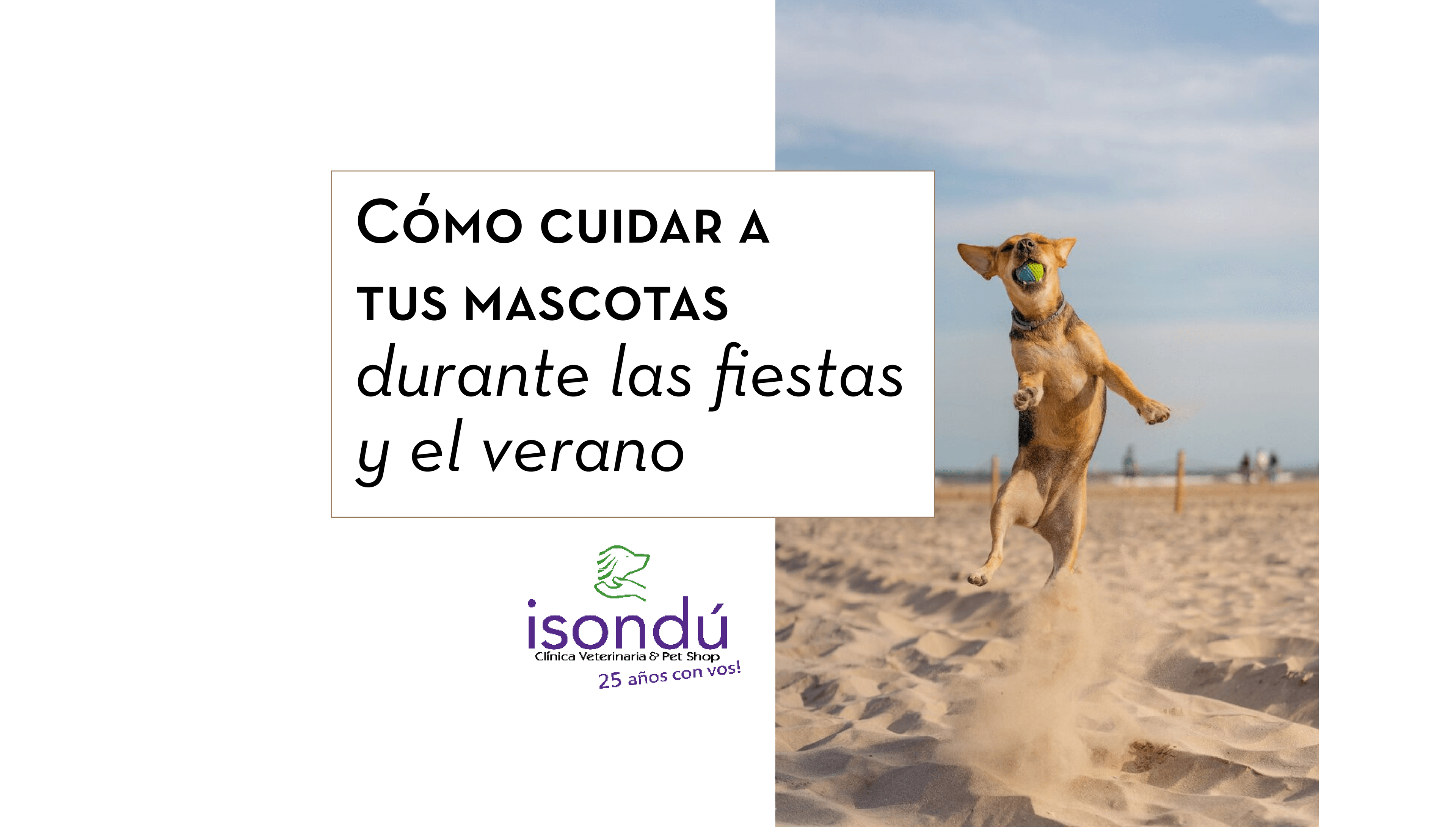 Cómo cuidar a tus mascotas durante las fiestas y el verano