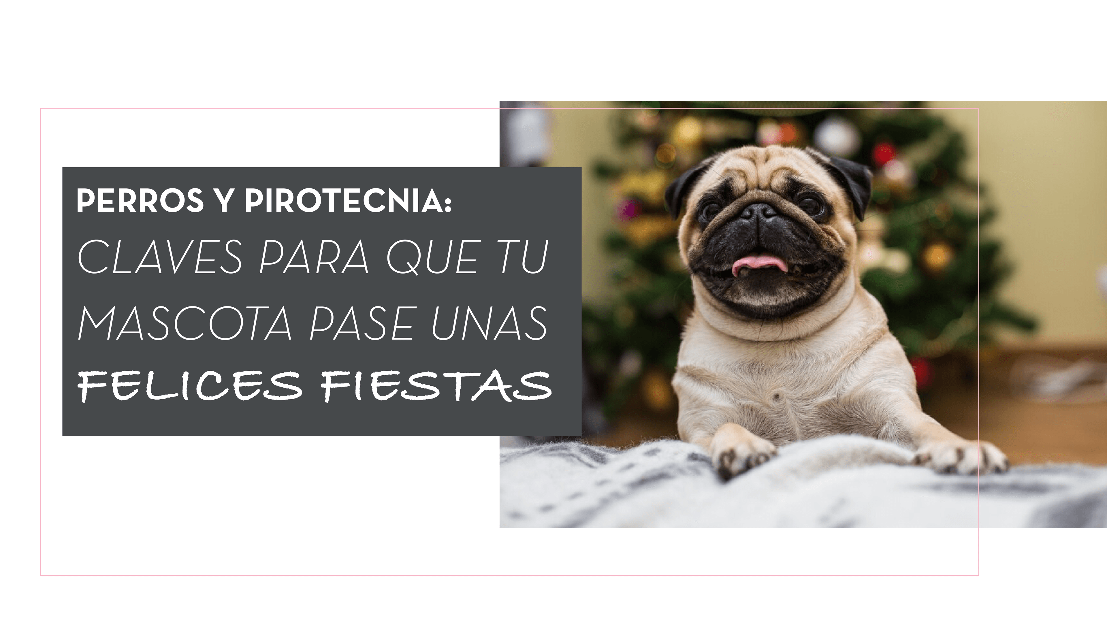 Perros y pirotecnia: claves para que tu mascota pase unas felices fiestas