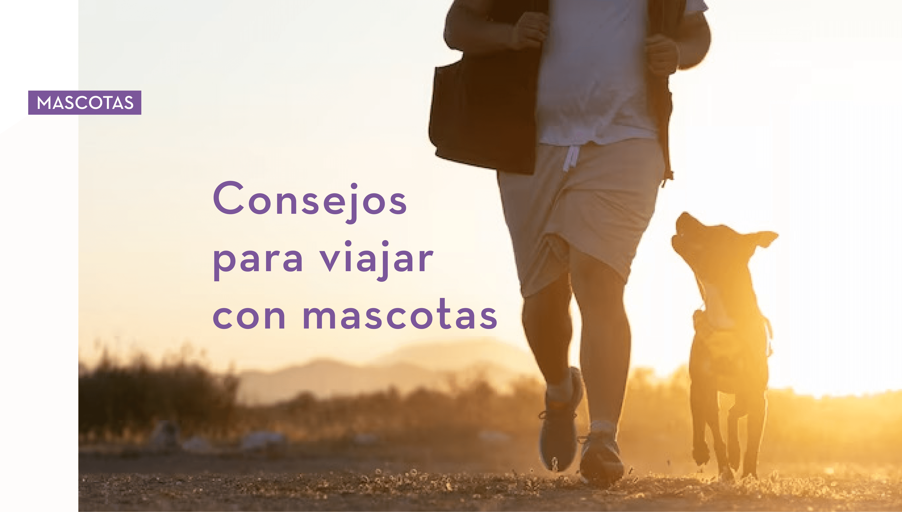 Consejos para viajar con mascotas