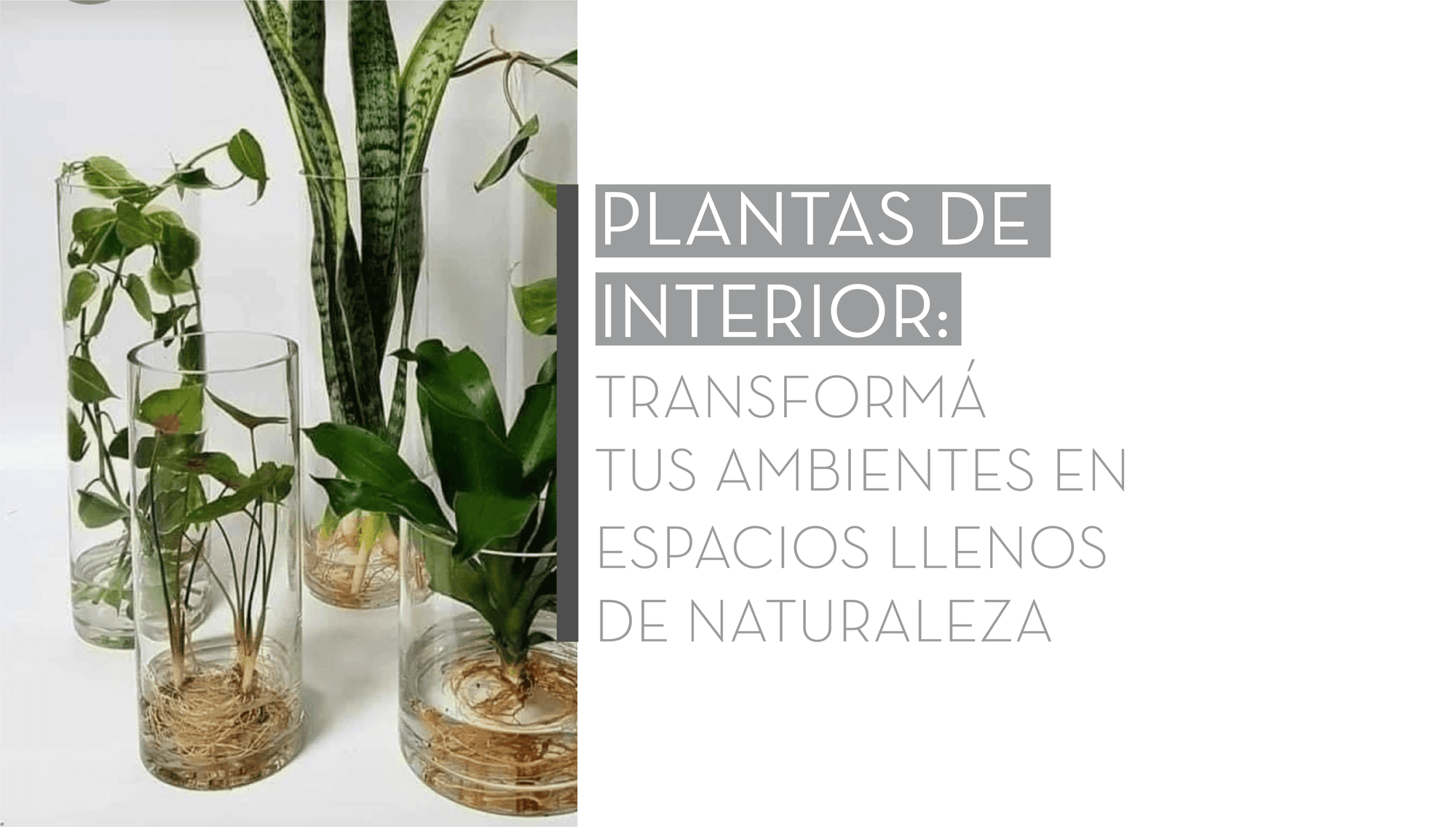 Plantas de interior: transformá tus ambientes en espacios llenos de naturaleza