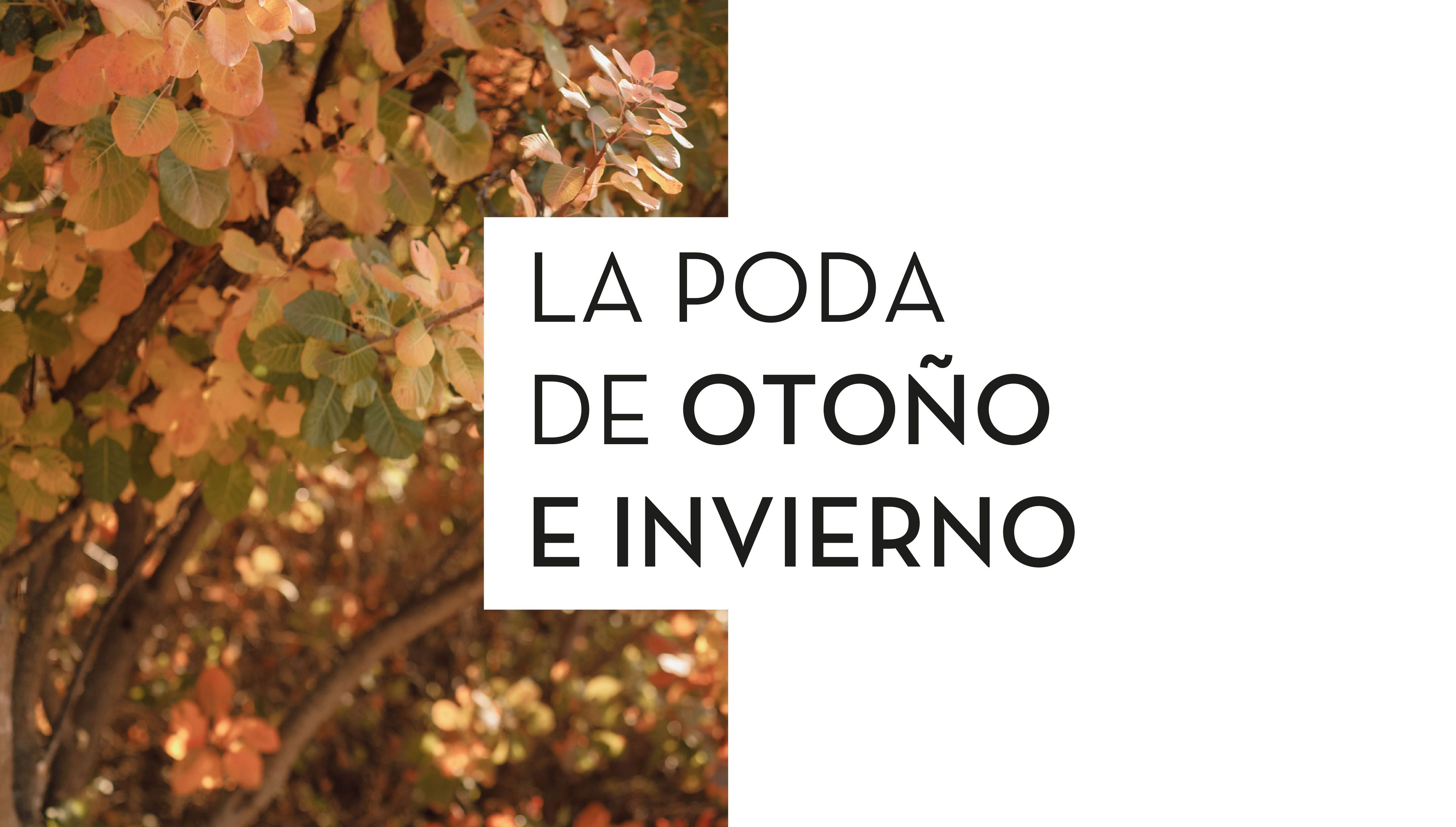 La poda de otoño e invierno: Una práctica importante en jardinería para promover la salud, dar forma y renovar nuestras plantas 