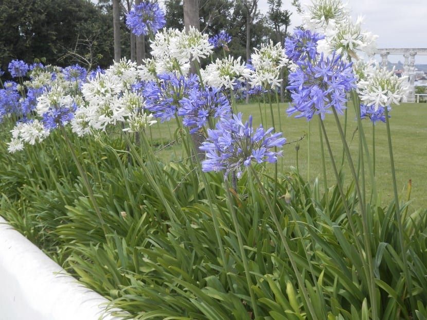 Plantas para el entorno a la pileta