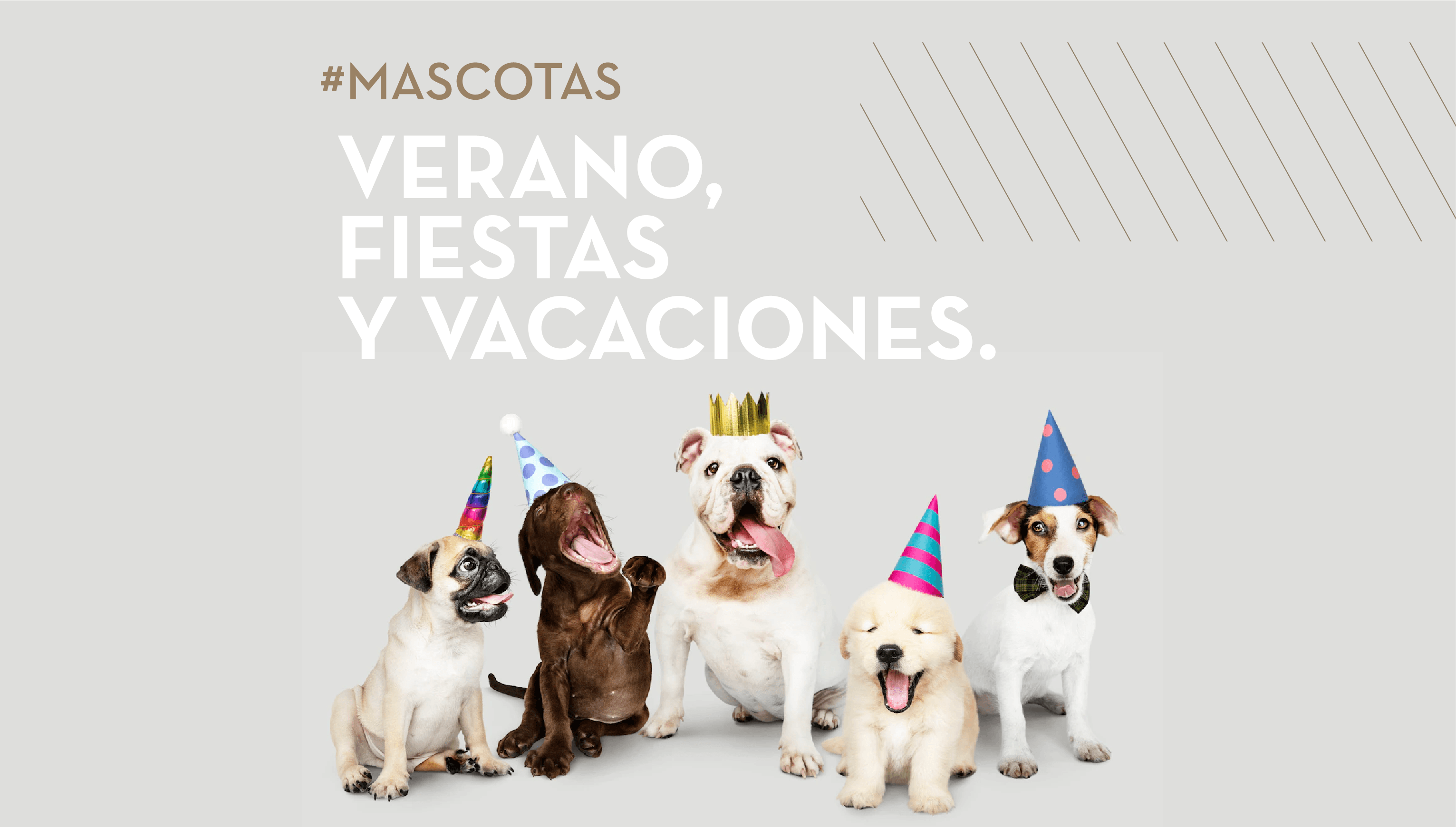 Verano, fiestas y vacaciones: qué hacer con tu mascota