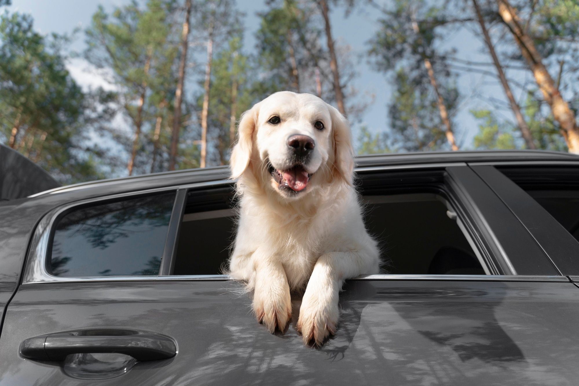 ¿Te vas de vacaciones con tus mascotas?