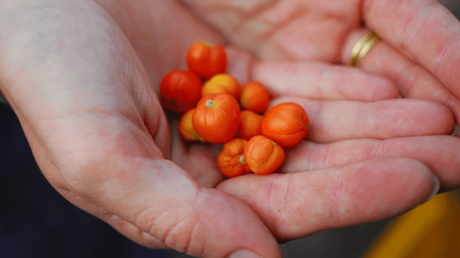 La soberanía alimentaria en nuestras manos