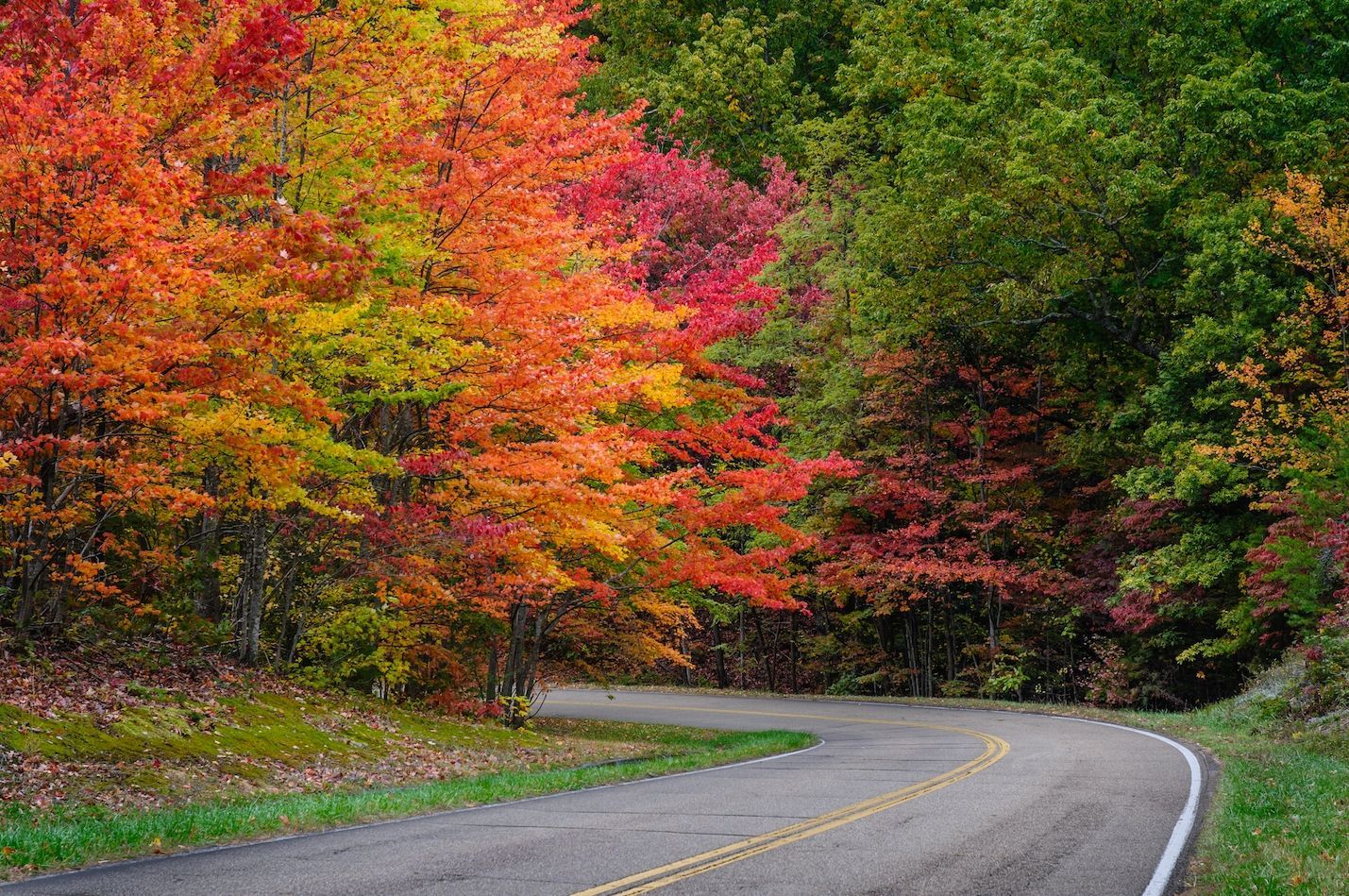 El color de las hojas en otoño