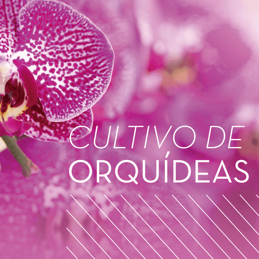 Cultivar orquideas en casa es posible