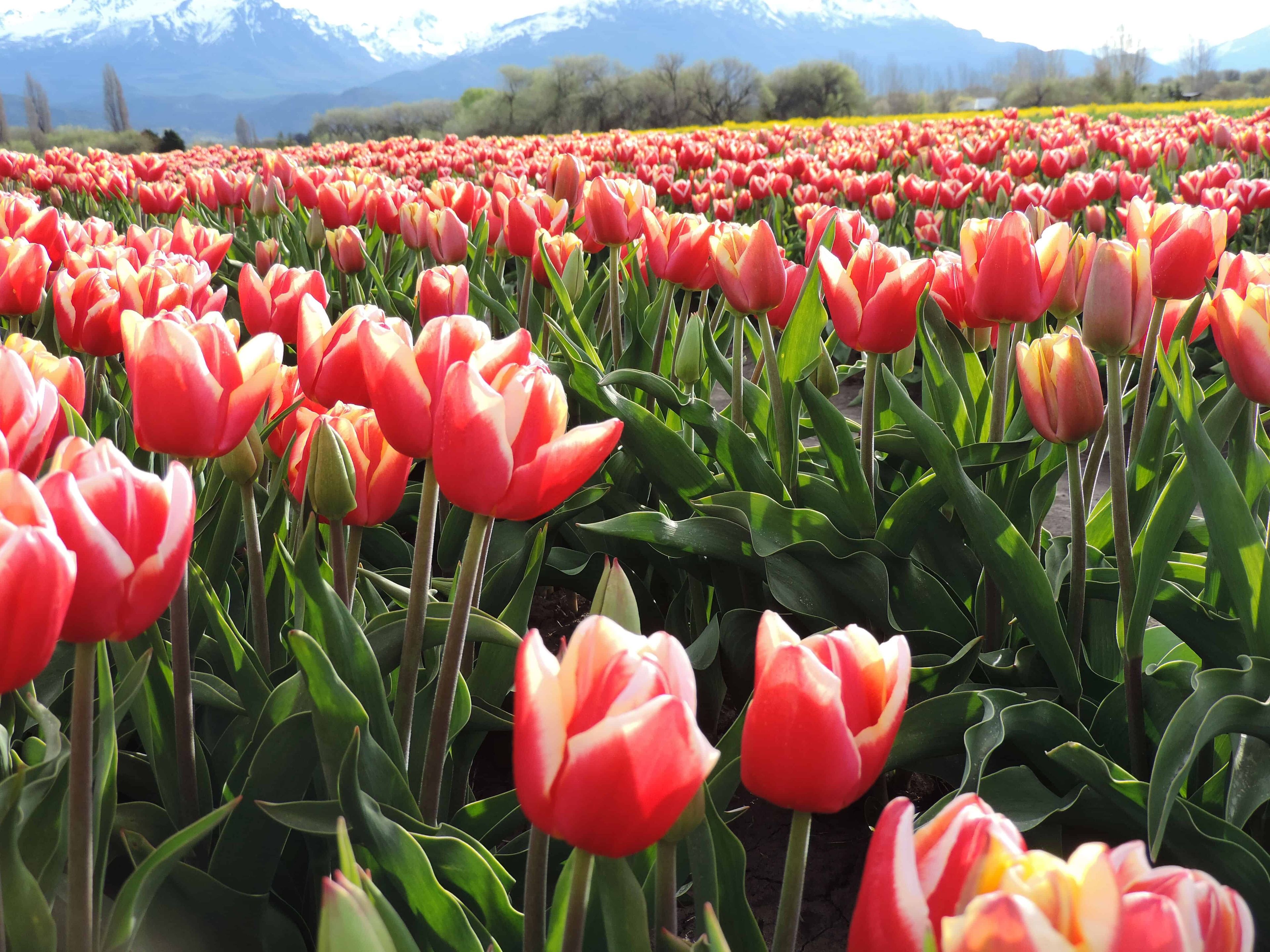 Los tulipanes mas bellos