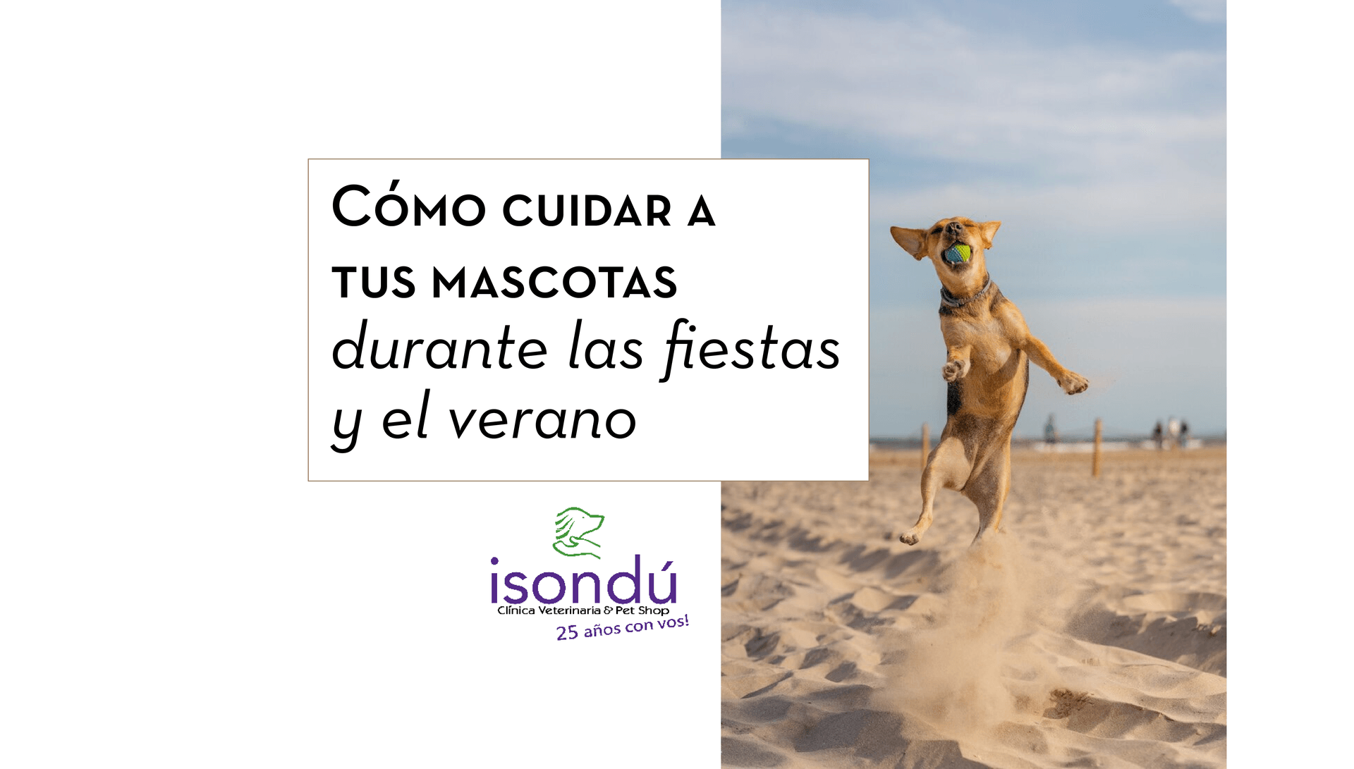 Cómo cuidar a tus mascotas durante las fiestas y el verano