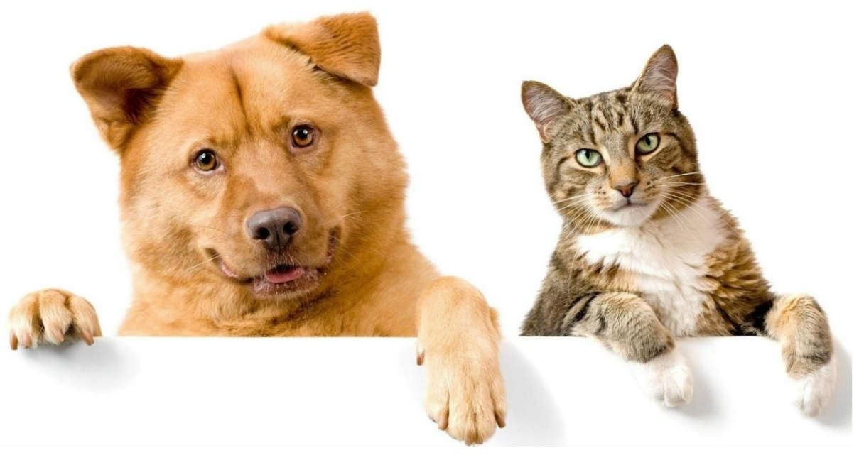 ¿Es necesaria la vacunación antirrábica en mascotas de compañía?
